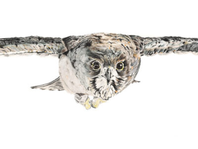 NZ Falcon Fern in Flight-aotearoa-artist-indigo-wise