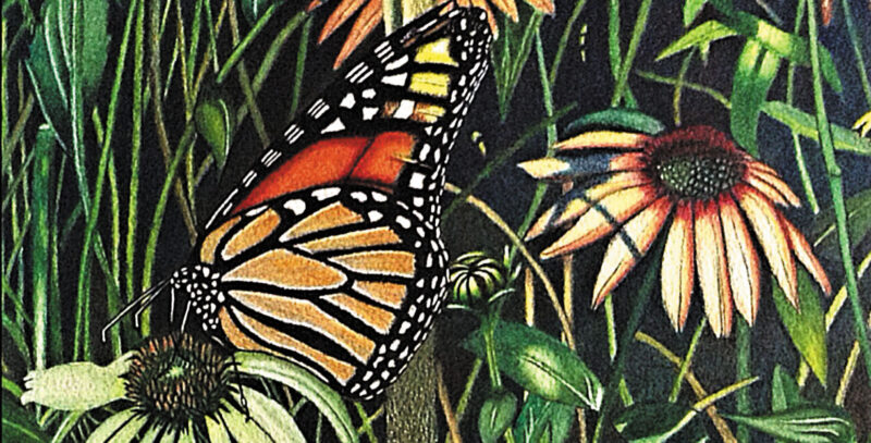 feature pic-aotearoa-artist-beverly-reid