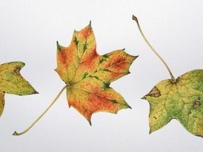 Maple-patricia-emmerson-hough-aotearoa-artist