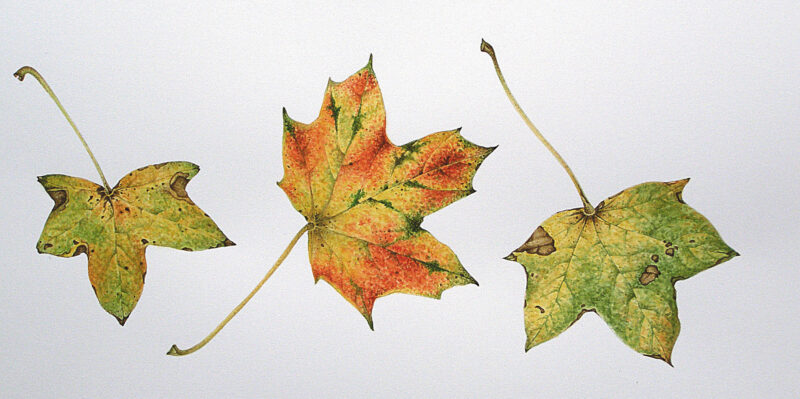 Maple-patricia-emmerson-hough-aotearoa-artist