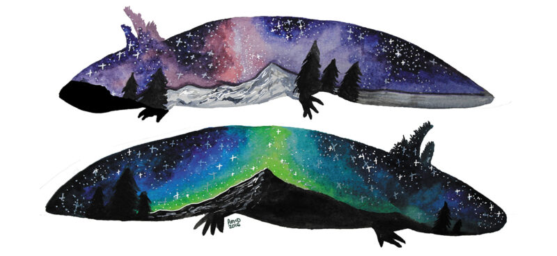 Axolotl galaxy-ashley-mcdonald-aotearoa-artist