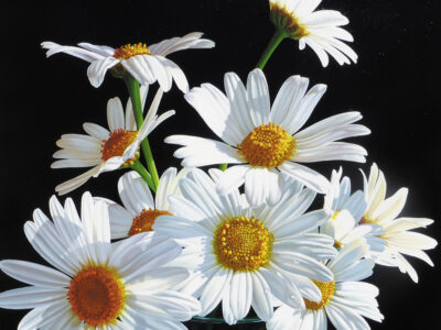 Amber Emm - Aotearoa Artist