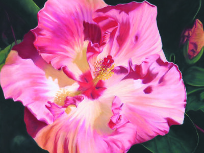 Glenys Forbes - Aotearoa Artist