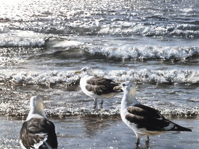 Paul Coney - Aotearoa Artist