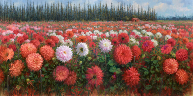 Field of dahlias-Livia-Dias-aotearoa-artist