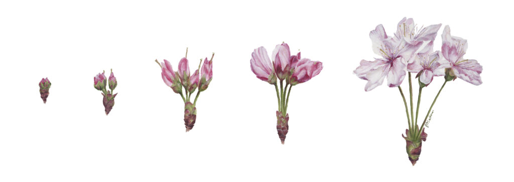 Cherry Blossom-Blooming-rebecca-mathews-aotearoa-artist