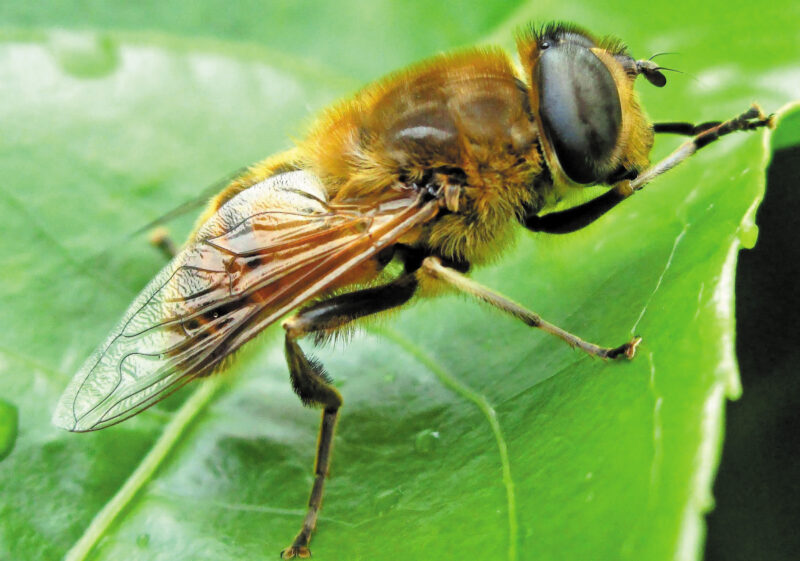 humble-bee-andrew carter-aotearoa-artist