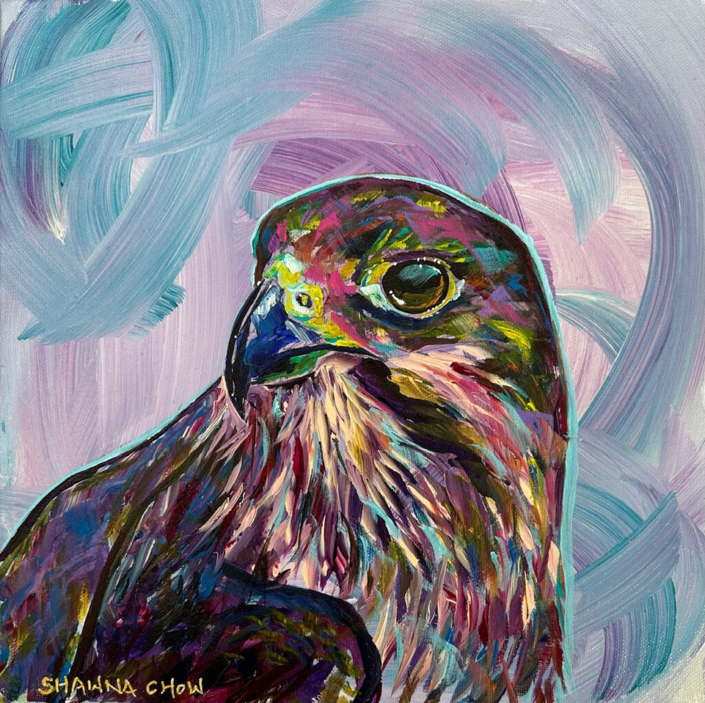 karearea-Shawna-Chow-aotearoa-artist