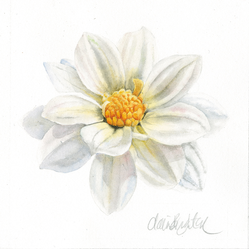 featured-claire-broughton-aotearoa-artist