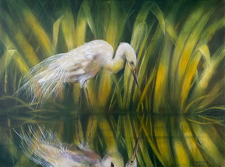 A Life Inspired by Nature Jo Midgley has always been creative and drawn to drawing from a very young age. “It wasn’t until my early twenties that I picked up a paintbrush and discovered a whole new world of creative expression. I am mainly self-taught, having developed my skills through experimentation, persistence, and a genuine love for the process of painting. “I live on a 500-acre farm, surrounded by the beauty of the natural world. My surroundings are my greatest source of inspiration, and I never tire of the incredible detail, colour, light, and character found in nature. Native birds, flora, and fauna are my favourite subjects, and I love bringing these elements to life on canvas.” Jo is particularly inspired by Claude Monet and the way he captures the transforming effects of light on a natural scene. She also admires the work of Ray Harris Ching, whose approach to depicting wildlife resonates with her own love of the natural world. “For me, painting is about more than the finished artwork. I love every part of the process, from mixing colours and applying paint to the canvas, to stepping back, assessing my work, and deciding what comes next. I enjoy experimenting with texture and building layers, allowing a painting to develop its own personality. I also value the friendships I have made with other artists and the opportunity to share our experiences, ideas, and passion for creativity.” Approach to Painting Oil paint is her favourite medium. There is something about its natural pigments, richness, and depth that gives it a soul of its own. “I love the versatility of oils and the way they allow me to build texture, explore colour, and create a sense of life within a painting. My process is fairly consistent. I begin with an underpainting across the entire canvas, then work out my composition before moving on to the background. Once the background is dry, I begin developing the finer details in the foreground. It is a method that works for me, giving me a foundation on which to build the finished piece. My trusty Mabef easel is an essential part of my studio setup. Big, sturdy, and robust, it is always ready to support whatever creative challenge I decide to take on! At present, I am working on the largest painting I have ever attempted, measuring 150 x 90 cm. It features native birds amongst mānuka and is highly textured, with hundreds of dollars already invested in paint and mediums. It has been an exciting undertaking, and I am keen to see how it ultimately comes together. I intend for this painting to be the centrepiece of my collection for next year's Christchurch Art Show.” Artistic Journey and Achievements Over the past five years, Jo has been proud to see her work accepted into three well-known New Zealand galleries, with paintings sold through each of them. These milestones have encouraged her to keep developing her skills and pushing herself creatively. “The Christchurch Art Show has also become an important part of my artistic journey. Each time I exhibit, I can see an improvement in my work from the previous year, which is a wonderful reminder of how much can be achieved through dedication and practice. “One of my proudest moments to date was winning the People's Choice Award at the Tasman National Art Awards. It was incredibly rewarding to know that people connected with my work and took the time to vote for it. Around ten years ago, I also placed third in the People's Choice category at the Peter's Doig National Art Awards when the event was held in Blenheim. “Knowing that my paintings have found homes beyond New Zealand is another special part of this journey. My work has travelled to Australia, England, Europe, America, and Canada, allowing my art to reach people and places far beyond my rural surroundings.” Her work is currently represented by: • Raukura Gallery, Picton • Art Box Gallery, Christchurch • Zea You Gallery, Taupō Although she lives and works remotely and is not currently connected with any art organisations, she continues to build her artistic practice independently, finding her own opportunities and learning along the way. Looking Ahead “I would love to exhibit at Art in the Park in Auckland next year. Being part of this show is a goal I am particularly excited about, and I see it as another opportunity to share my work with a wider audience. I hope to continue exhibiting, selling my paintings, and challenging myself with new subjects, techniques, and larger works. Most importantly, I want to keep improving and creating art that brings joy to others.” Like many artists, Jo sometimes struggles with self-doubt. “Learning to believe in myself and my abilities more wholeheartedly is an ongoing challenge. I know that confidence is something I need to nurture alongside my artistic skills. “If there is one lesson painting has taught me, it is never to give up on a piece too soon. Sometimes a painting simply needs time to breathe. Stepping away and returning with fresh eyes can make all the difference. I also believe in valuing your work and never underselling yourself.” Life Beyond the Canvas Living on a farm means that nature is not just something she paints; it is part of her everyday life. “I enjoy riding my horse a couple of times a week and getting out for walks, taking time to appreciate the surroundings that continually inspire me.” Music is another constant companion in her creative world. “I generally enjoy music from the 1980s, although at the moment I am going through a Robert Plant phase and listening to plenty of his solo career hits while I paint. Whether I am immersed in a painting, enjoying the outdoors, or listening to music in the studio, I am happiest when I have the freedom to create.” My Advice to Other Artists “Throw everything into it and see how far you can go. Believe in yourself, keep learning, take chances, and don't be afraid to push beyond what feels comfortable. Not every painting will be easy, and not every step will go to plan, but every experience teaches you something. Above all, never lose the joy that made you pick up a paintbrush in the first place. For me, that joy comes from creating, connecting with nature, and sharing something of the world I love with others through my art.” ENDS